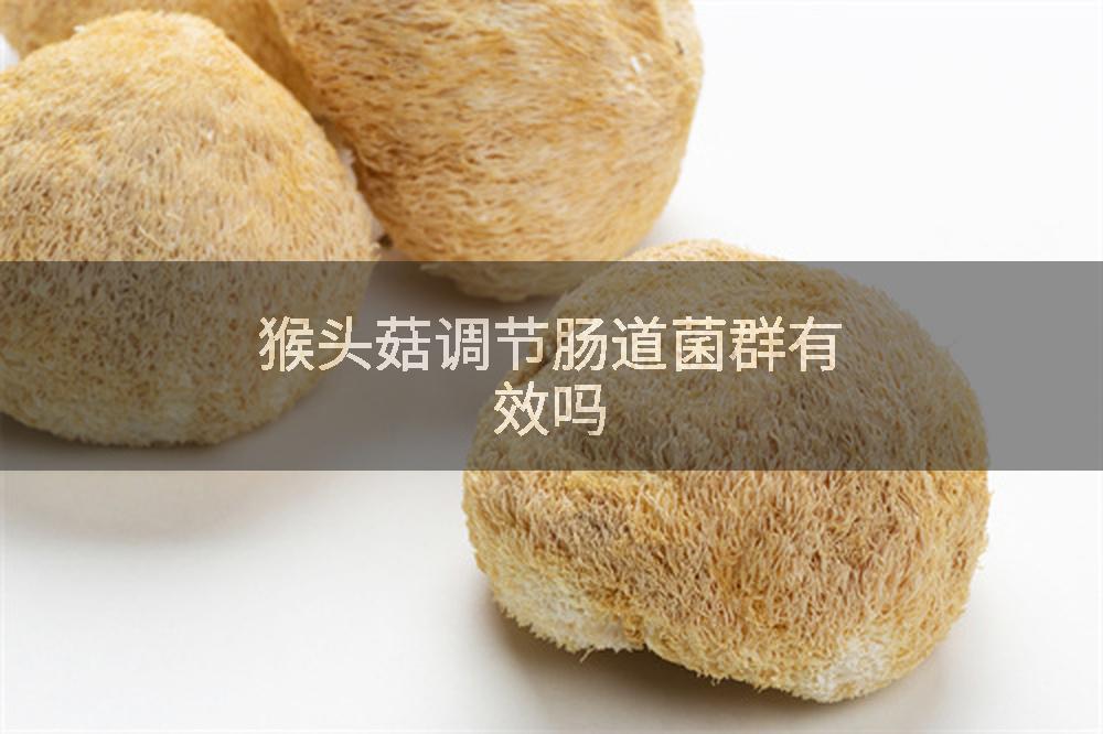 猴头菇调节肠道菌群有效吗