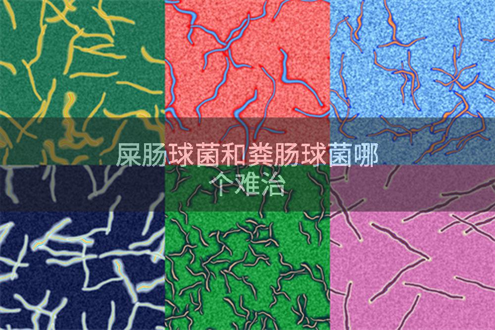 屎肠球菌和粪肠球菌哪个难治