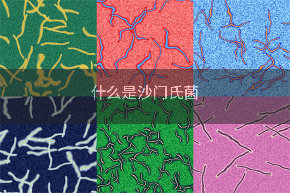 什么是沙门氏菌