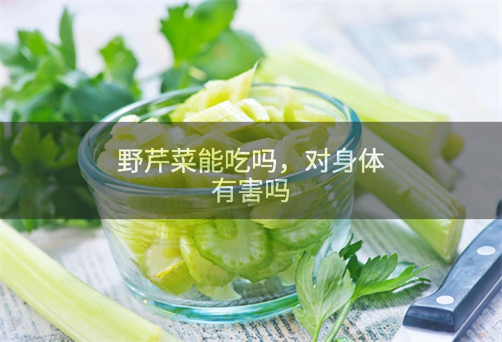 野芹菜能吃吗，对身体有害吗