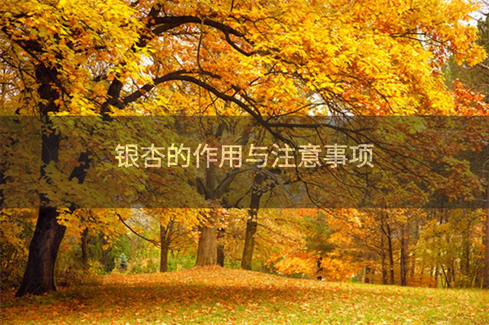 银杏的作用与注意事项