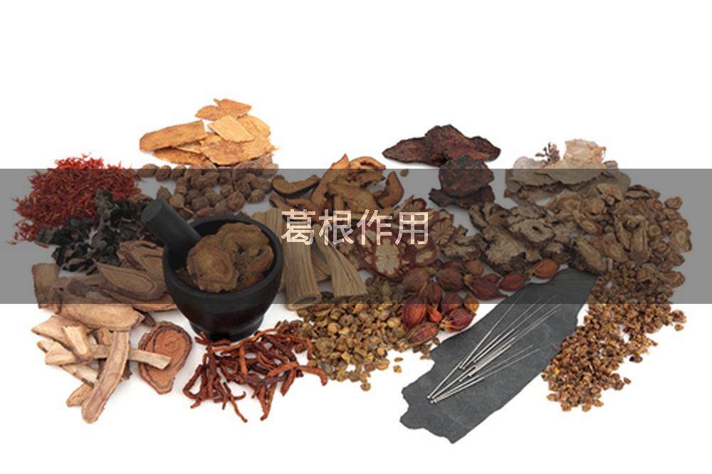 葛根作用