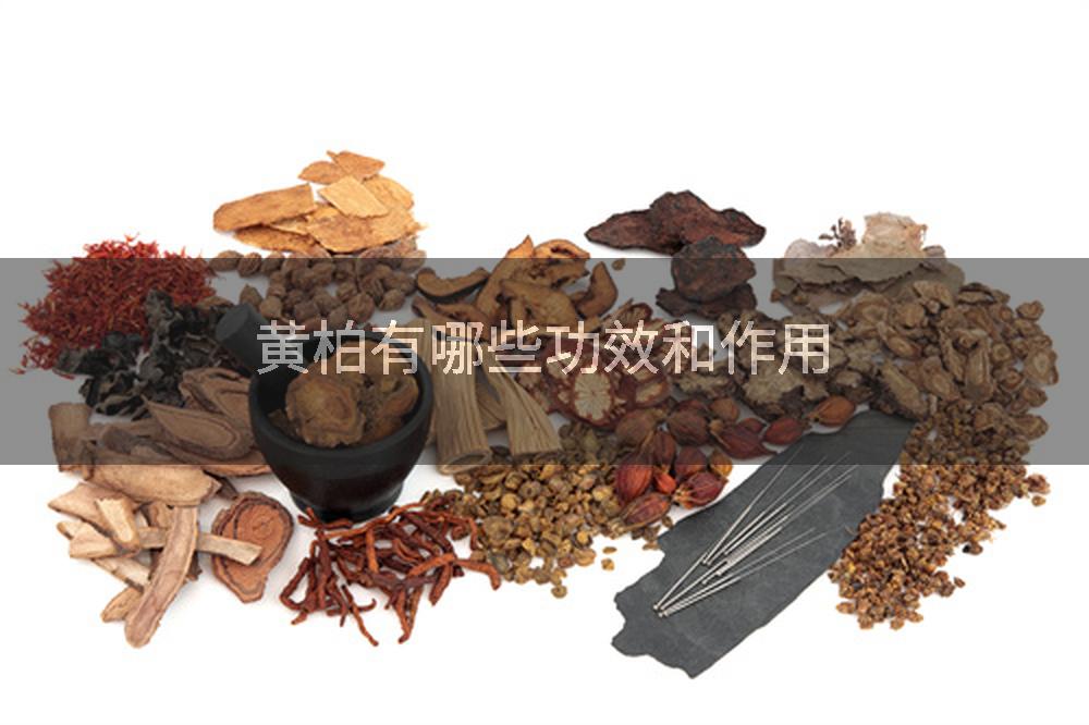 黄柏有哪些功效和作用