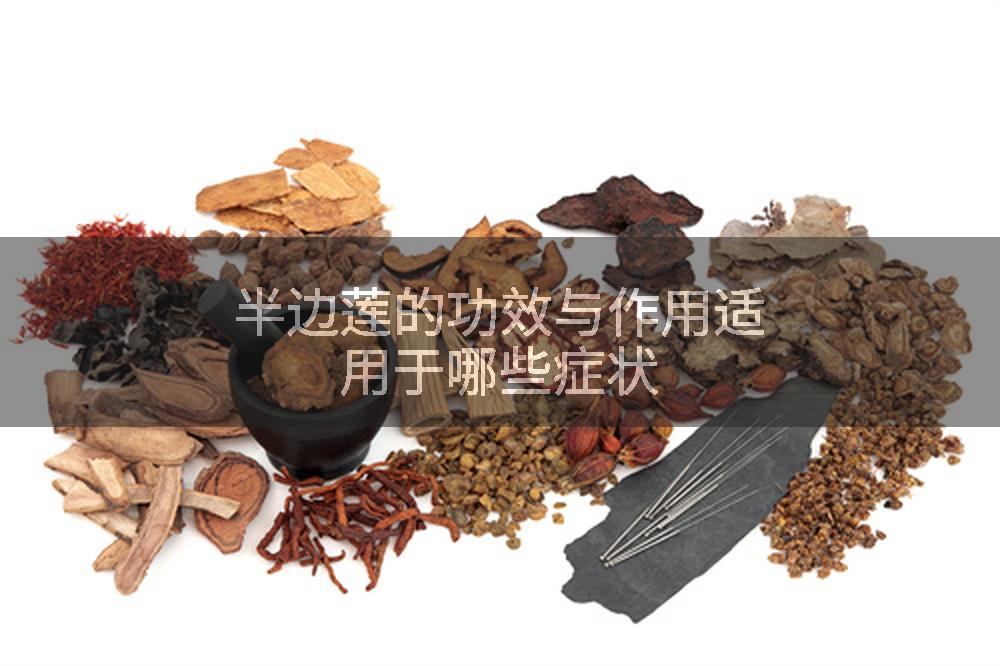 半边莲的功效与作用适用于哪些症状