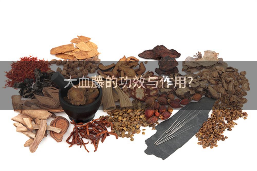 大血藤的功效与作用?