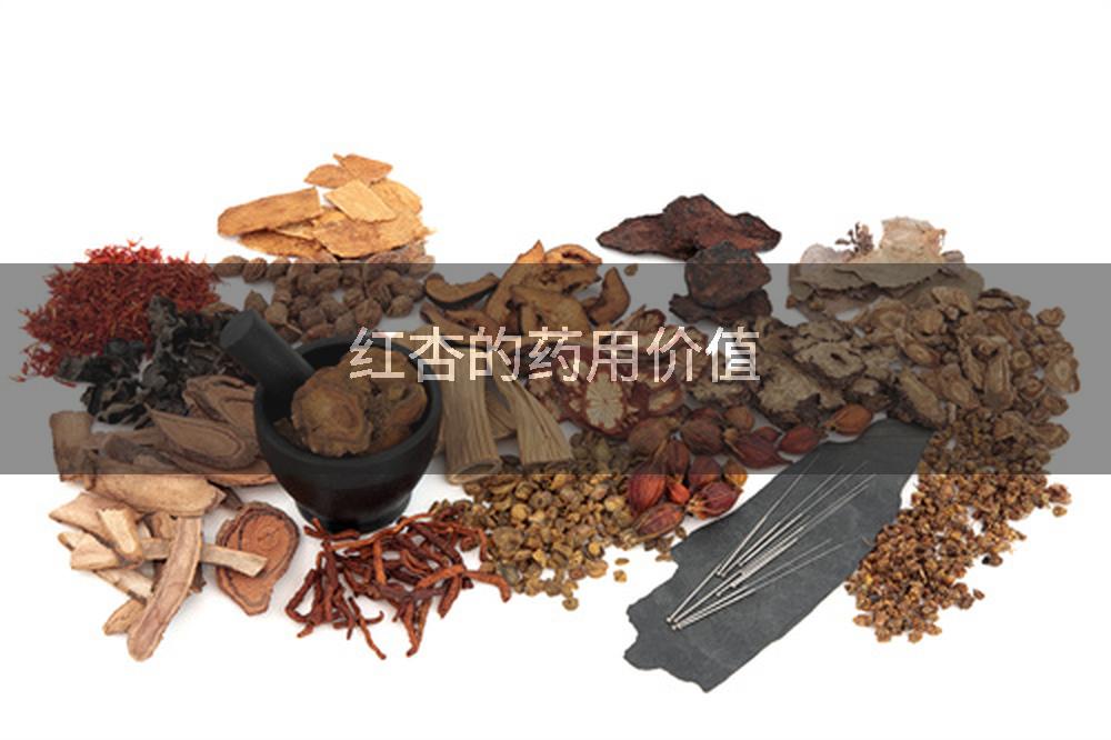 红杏的药用价值