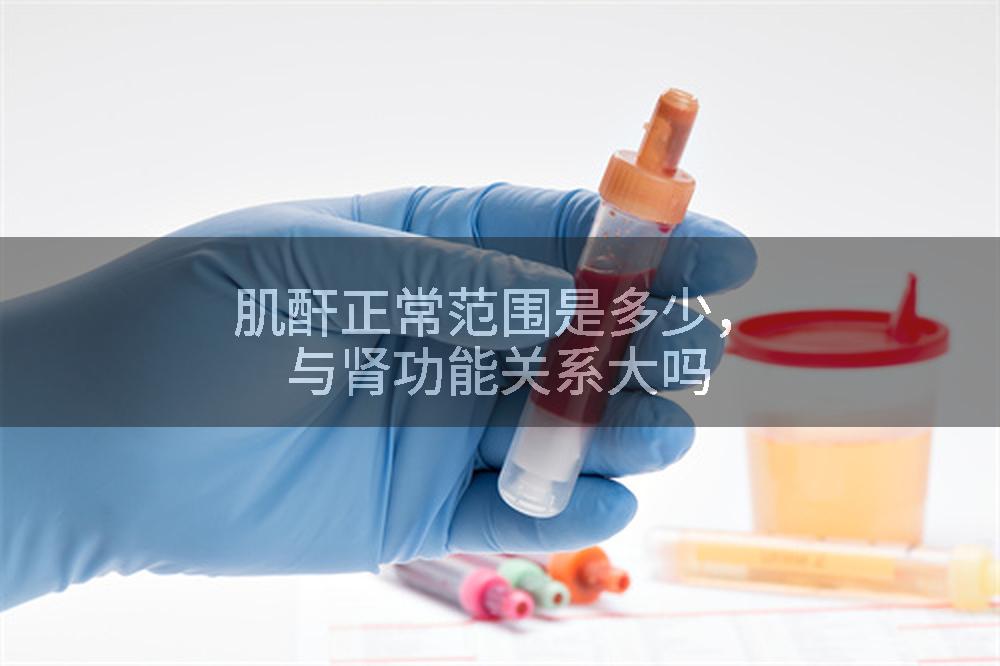 肌酐正常范围是多少,与肾功能关系大吗