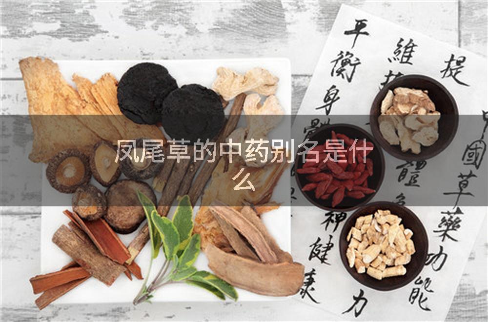 凤尾草的中药别名是什么