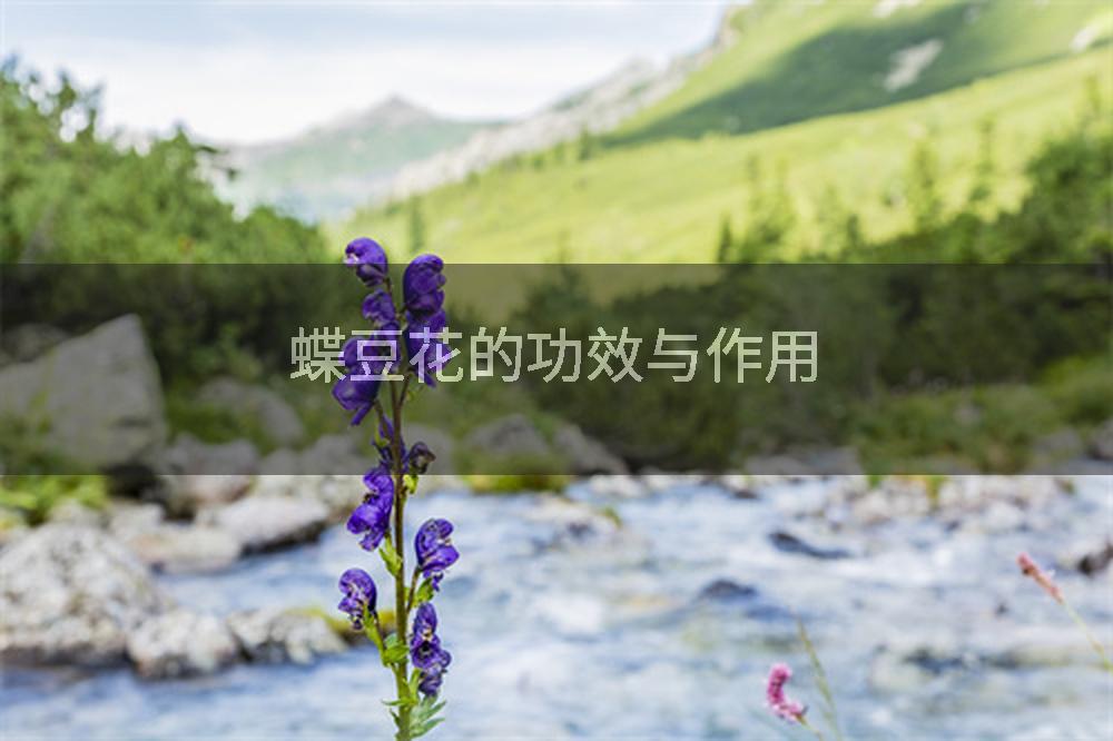 蝶豆花的功效与作用