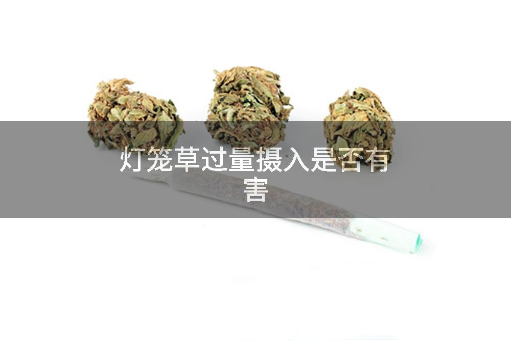 灯笼草过量摄入是否有害