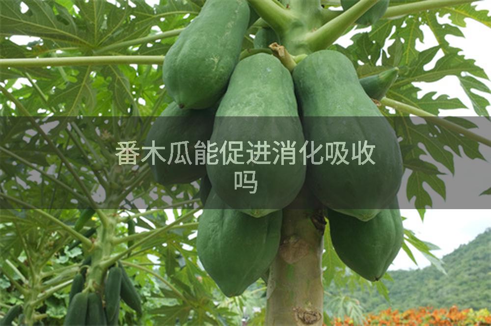 番木瓜能促进消化吸收吗
