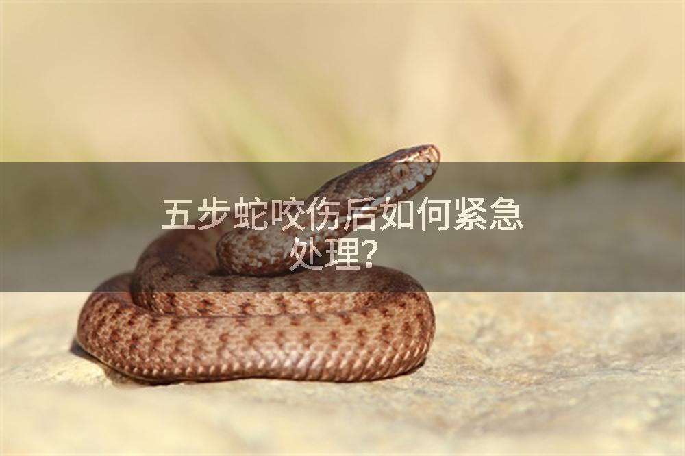 五步蛇咬伤后如何紧急处理？