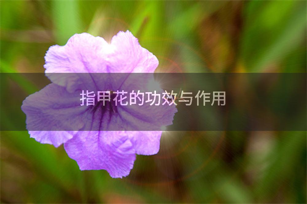指甲花的功效与作用