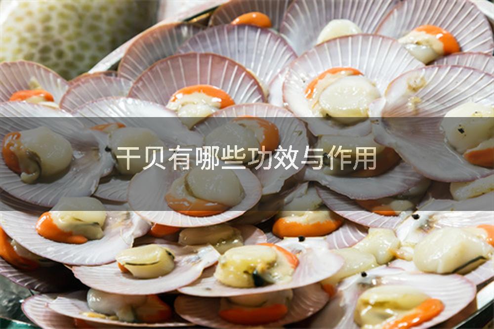 干贝有哪些功效与作用