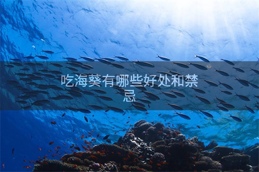 吃海葵有哪些好处和禁忌