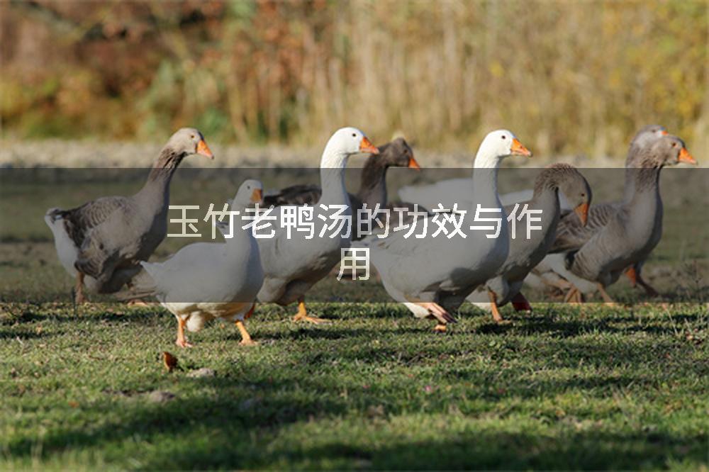玉竹老鸭汤的功效与作用
