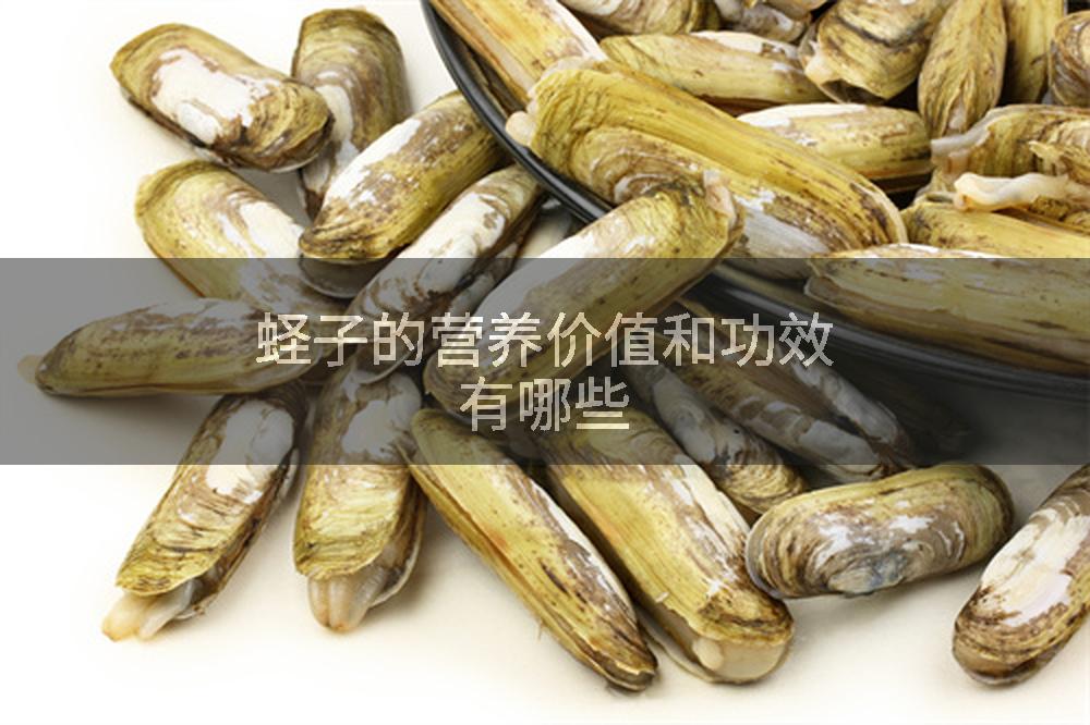 蛏子的营养价值和功效有哪些
