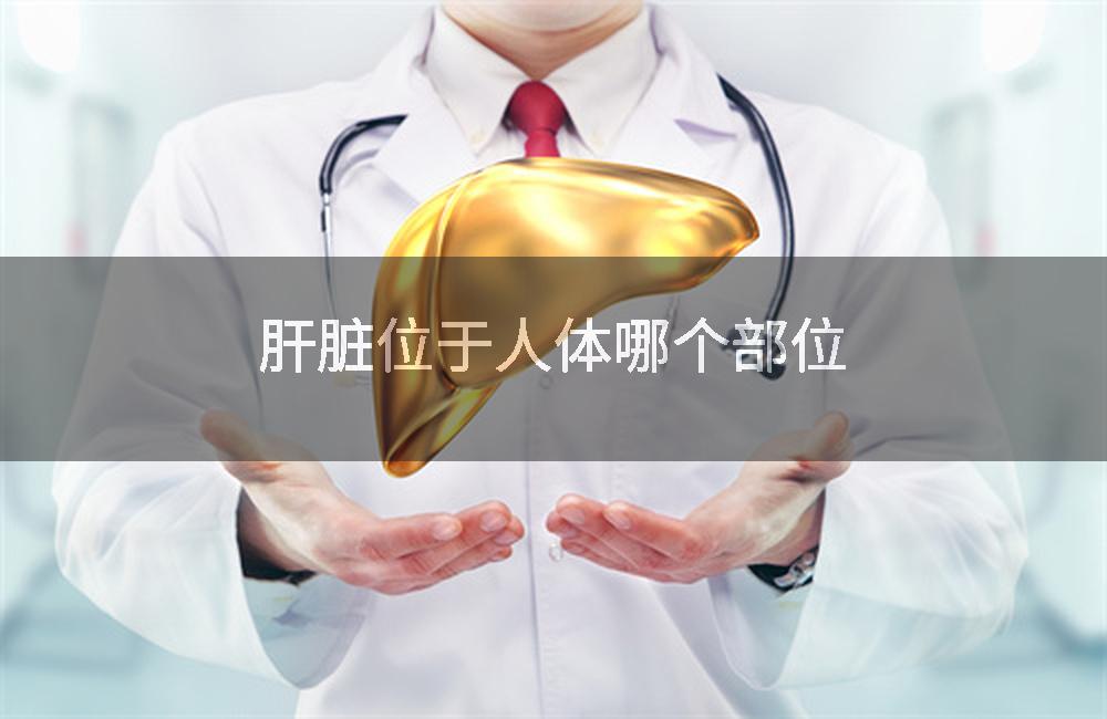 肝脏位于人体哪个部位