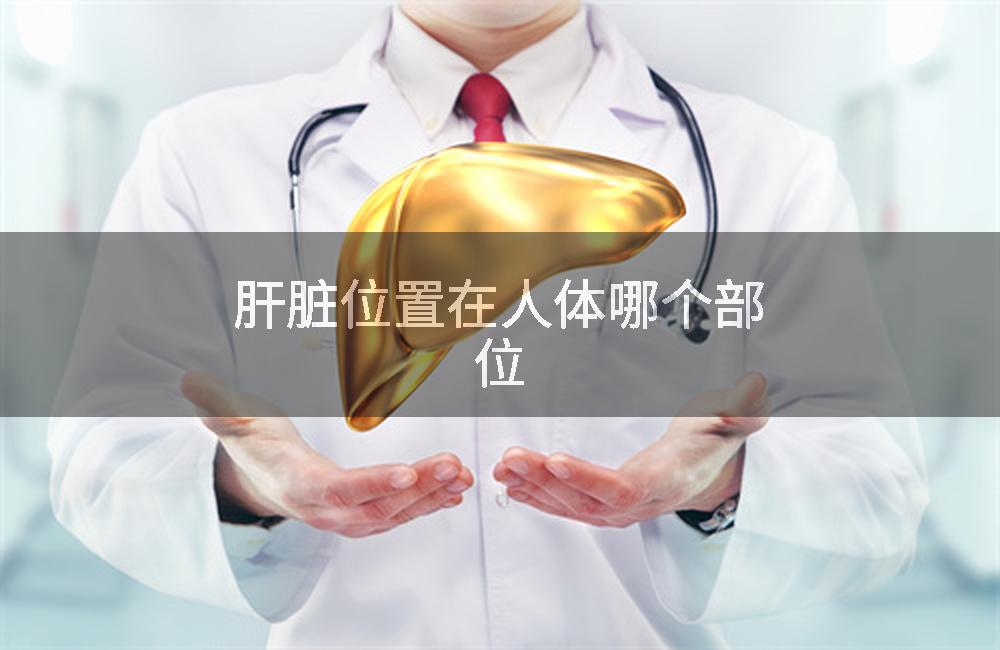 肝脏位置在人体哪个部位