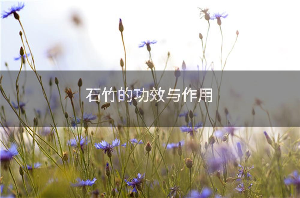 石竹的功效与作用