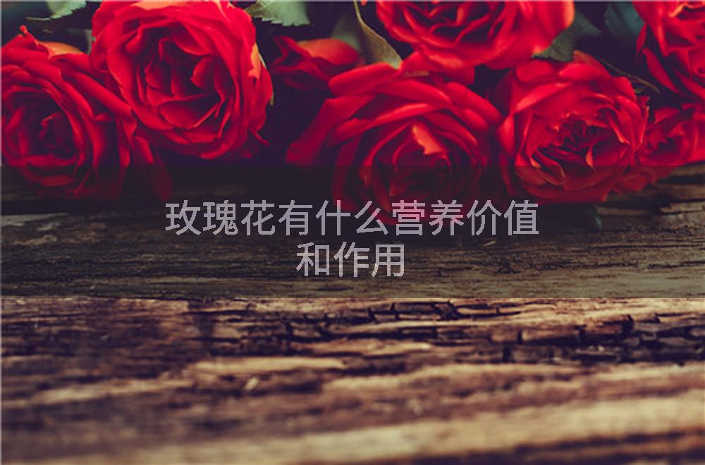 玫瑰花有什么营养价值和作用