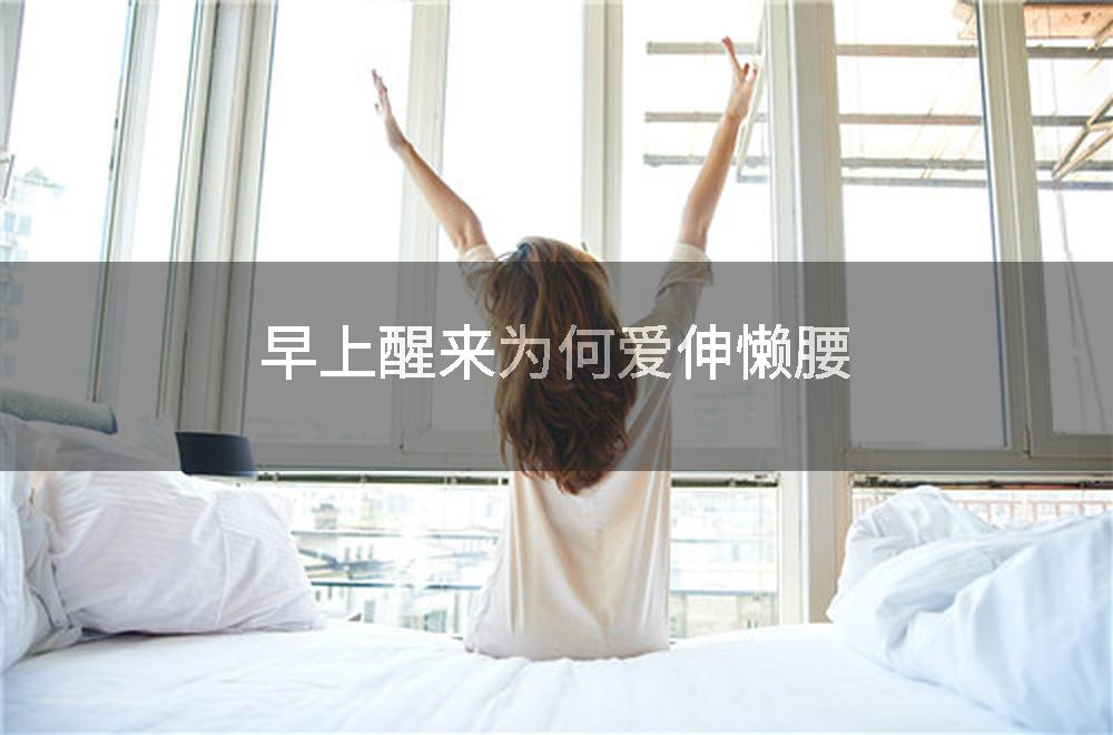 早上醒来为何爱伸懒腰