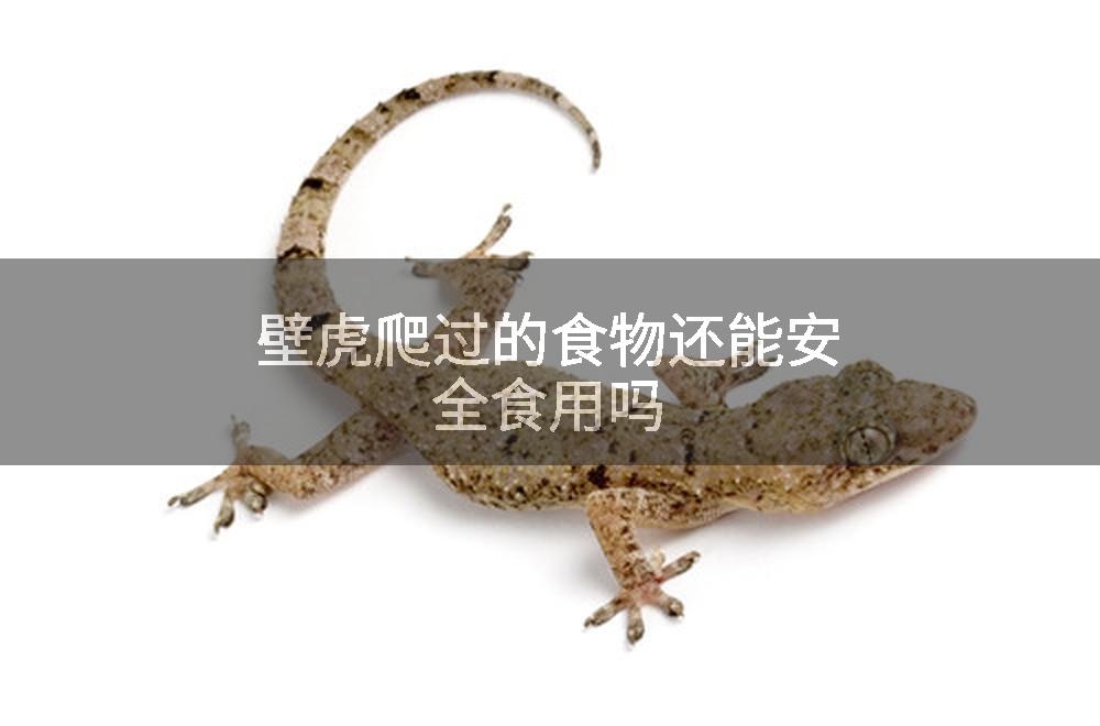 壁虎爬过的食物还能安全食用吗