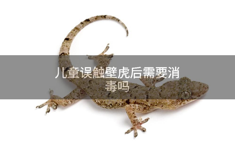 儿童误触壁虎后需要消毒吗