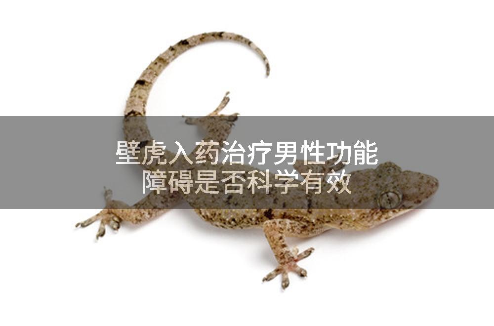 壁虎入药治疗男性功能障碍是否科学有效