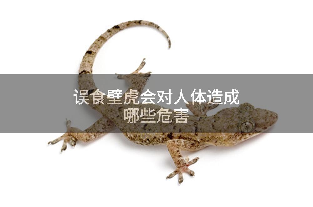 误食壁虎会对人体造成哪些危害