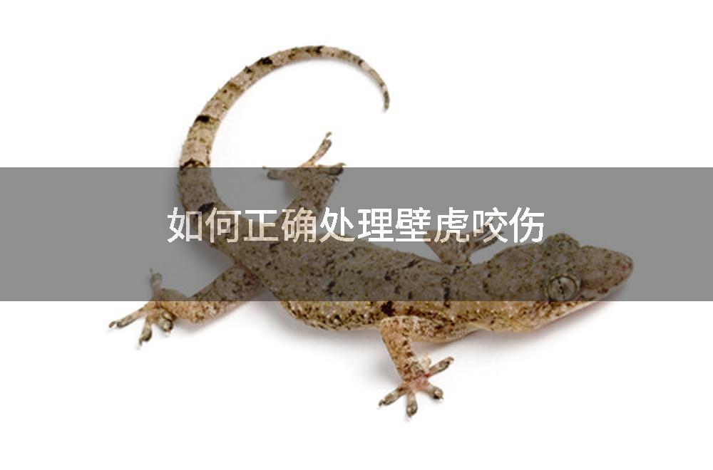 如何正确处理壁虎咬伤