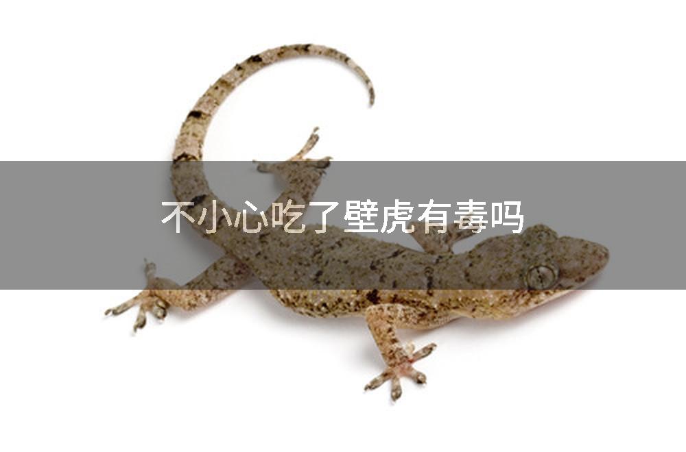 不小心吃了壁虎有毒吗
