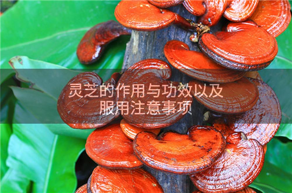 灵芝的作用与功效以及服用注意事项