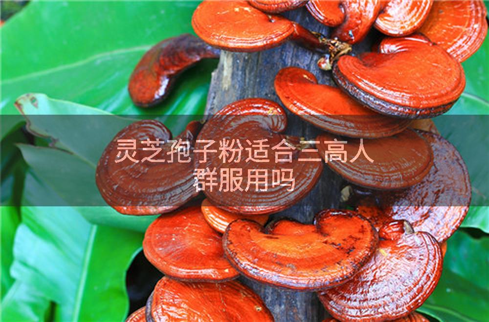 灵芝孢子粉适合三高人群服用吗