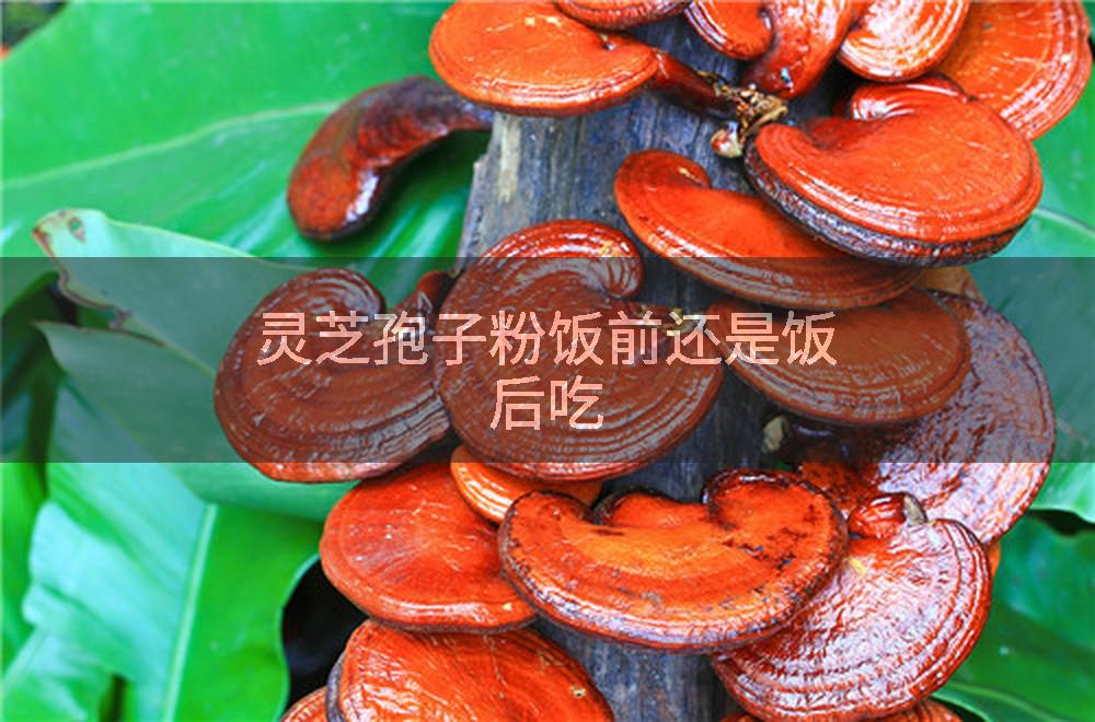灵芝孢子粉饭前还是饭后吃