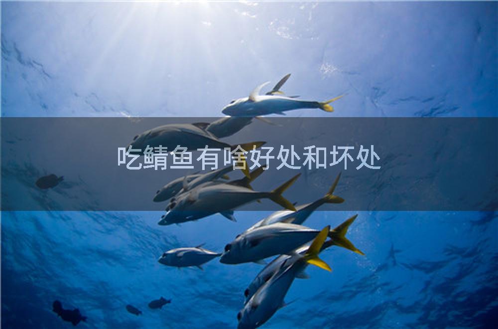 吃鲭鱼有啥好处和坏处