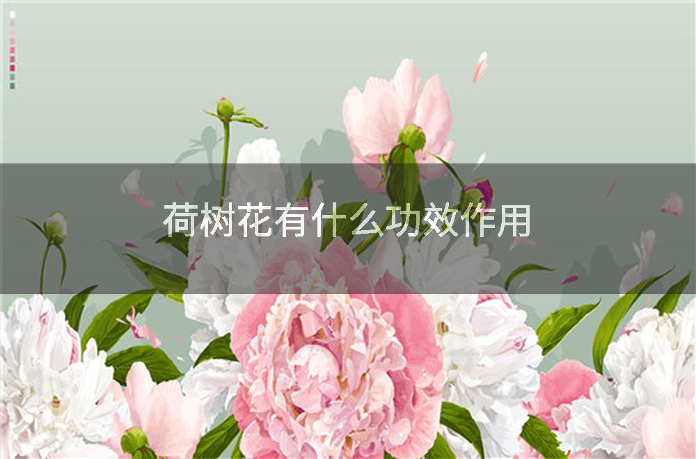 荷树花有什么功效作用