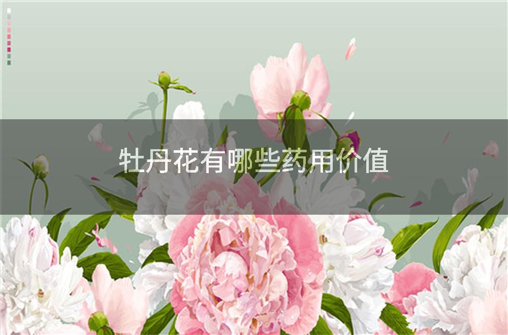 牡丹花有哪些药用价值