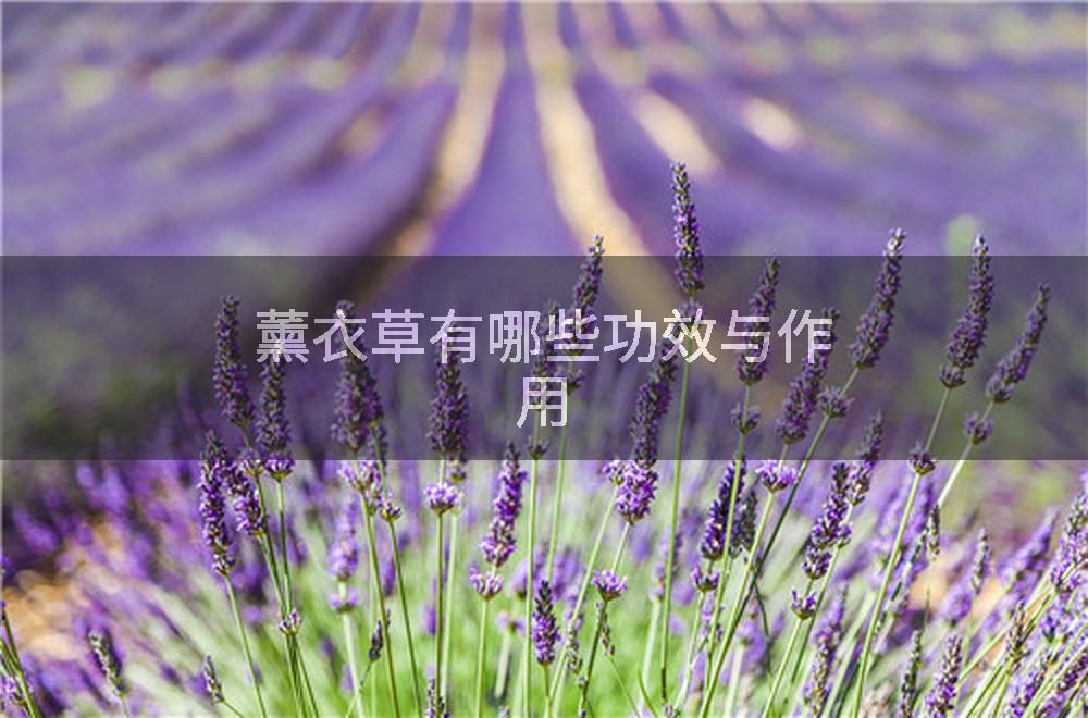 薰衣草有哪些功效与作用