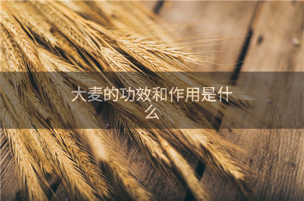 大麦的功效和作用是什么