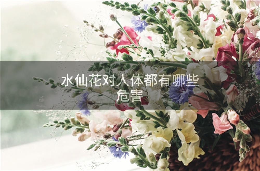 水仙花对人体都有哪些危害