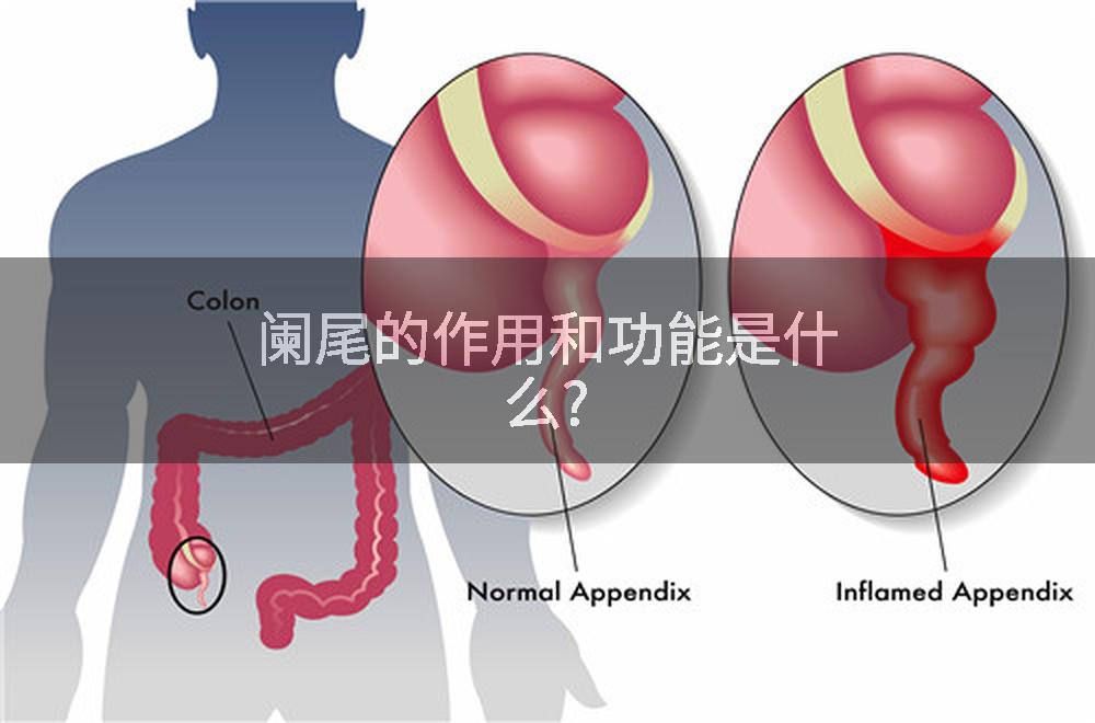 阑尾的作用和功能是什么?