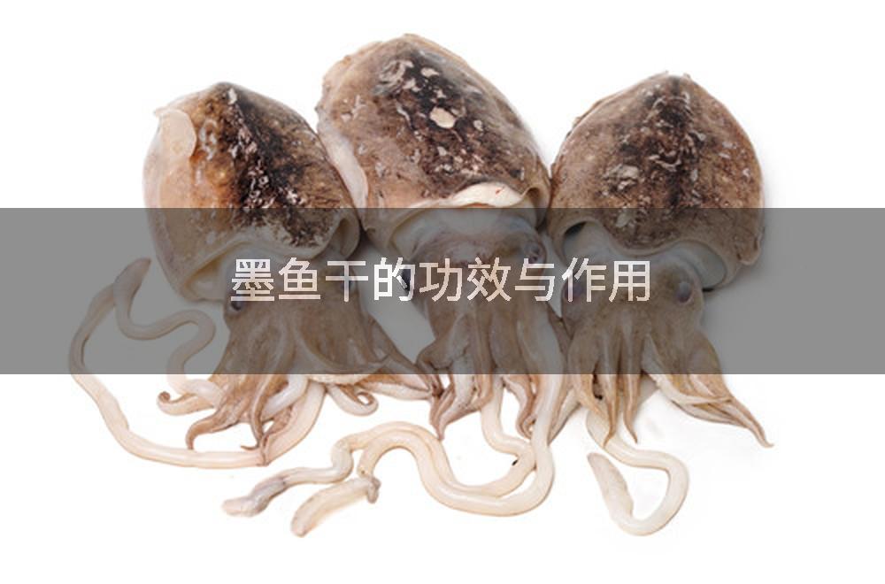 墨鱼干的功效与作用