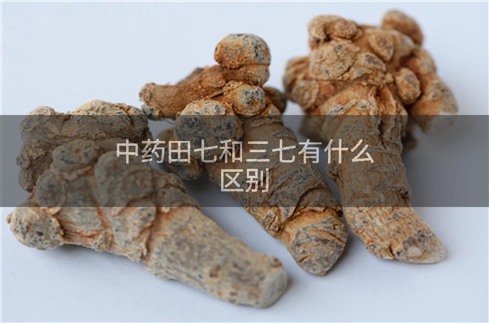 中药田七和三七有什么区别
