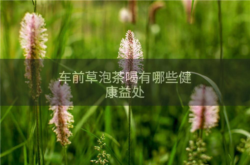 车前草泡茶喝有哪些健康益处