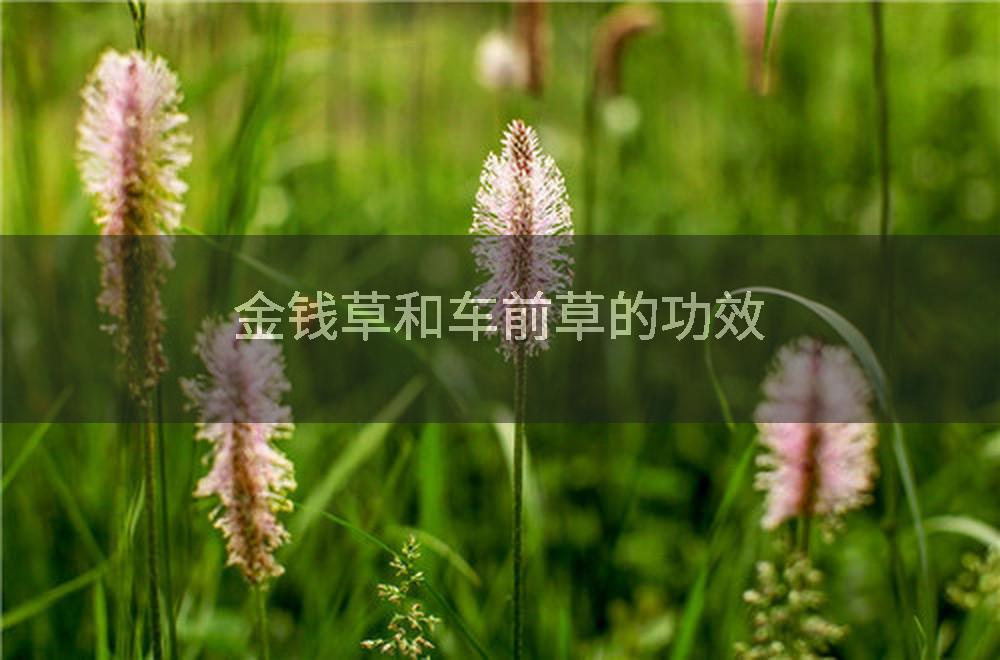 金钱草和车前草的功效