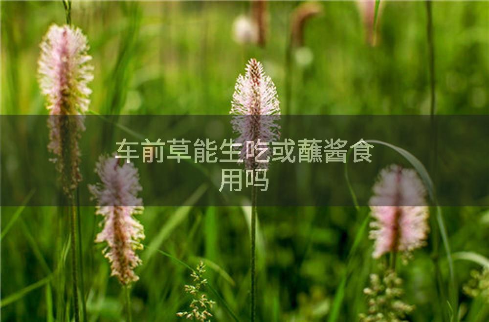 车前草能生吃或蘸酱食用吗