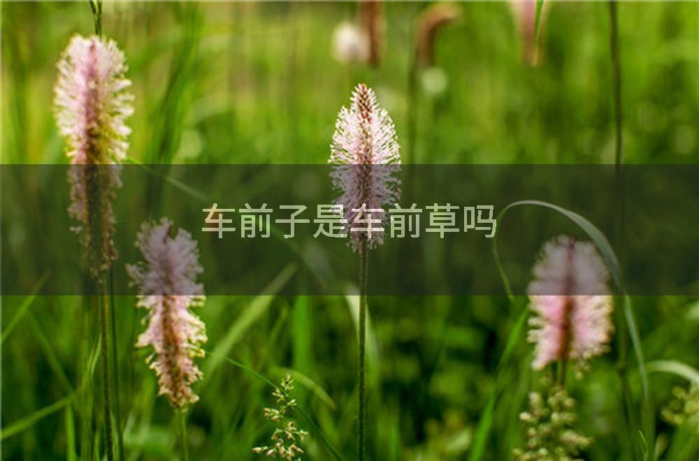 车前子是车前草吗