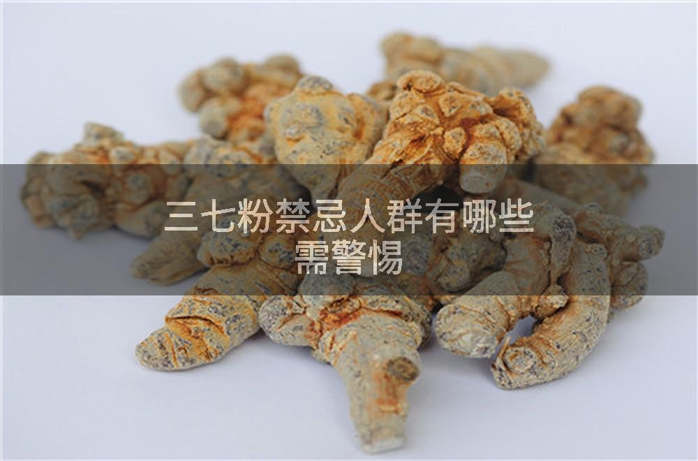 三七粉禁忌人群有哪些需警惕