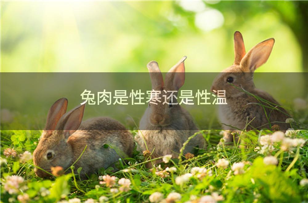 兔肉是性寒还是性温